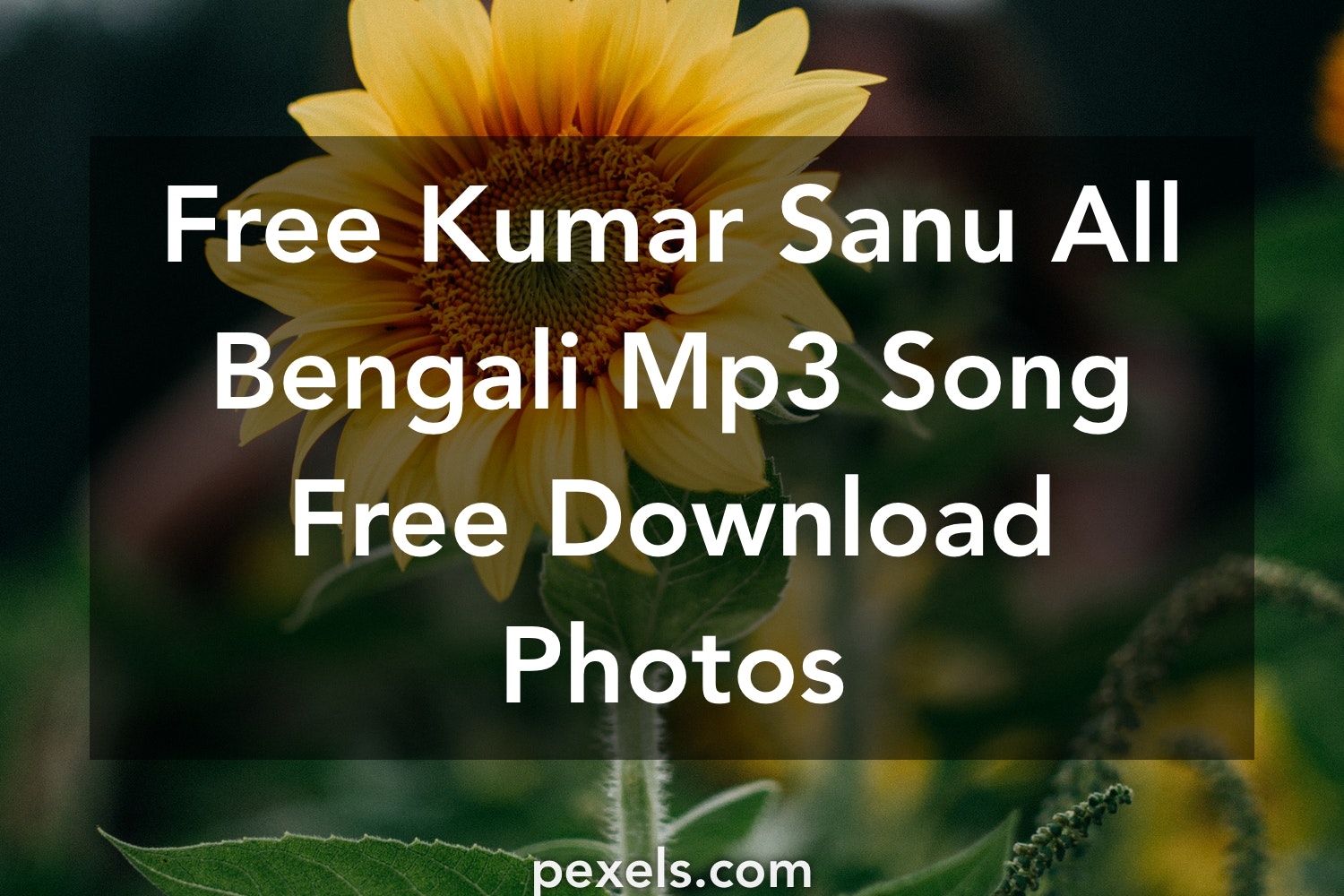 Bengali Mp3 Song Free Dnld